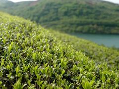 -东白山