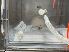 -达爱动物医院·犬猫分区·CT·复杂眼科(远洋山水分院)