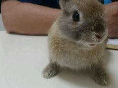 -瑞派·关忠动物医院·异宠专科·犬猫肿瘤·皮肤专科(望京店)