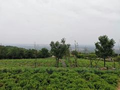 -紫云台香草园