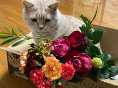 -东方名猫馆·英短金渐层布偶猫舍(环线广场1号楼店)