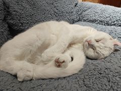 -有猫主题·治愈系猫咖(曾厝垵店)