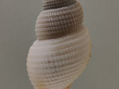 -青岛贝壳博物馆