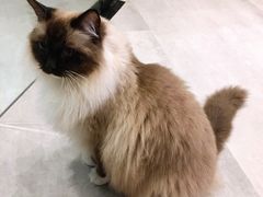 -猫儿山۰猫主题餐厅