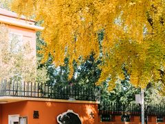 -三里屯东五街银杏大道