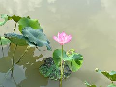 -嘉北郊野公园