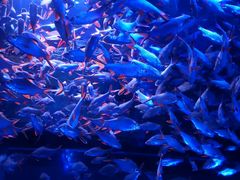 -成都浩海立方海洋公园