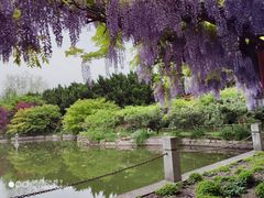 -嘉定紫藤园