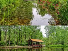 -溱湖国家湿地公园