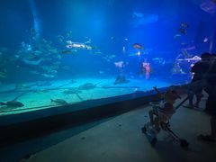 -烟台海昌鲸鲨海洋公园