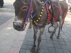 -四川省成都市彭州市白鹿镇