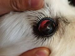 -美联众合动物医院·24h转诊中心