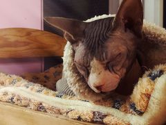 -猫小院猫主题咖啡厅(北锣店)