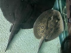 -上海海洋水族馆