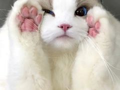 -宠物星动物医院·眼科·异宠·猫科(江南大道总院)