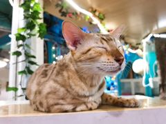 -猫小院猫主题咖啡厅(北锣店)
