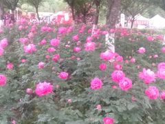 -秀丽东方