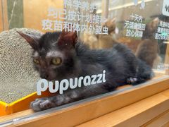 -帕帕拉兹宠物(亚洲旗舰店)