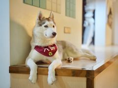 -Husky Go! 哈士奇体验馆·宠物咖啡厅狗咖