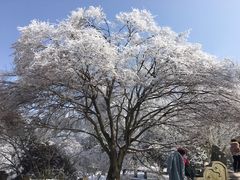 -庐山风景区花径公园