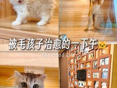 -猫十亿·布偶金渐层·曼基康矮脚猫舍(青年路店)