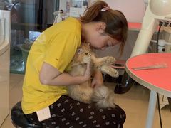 -70cat德文卷毛猫·缅因猫纯种猫舍