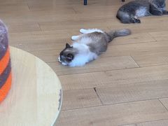 -Let's go狗咖·猫咖·奶狗·桌游(春熙路IFS店)