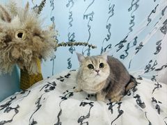 -爱洗澡的猫(望京店)