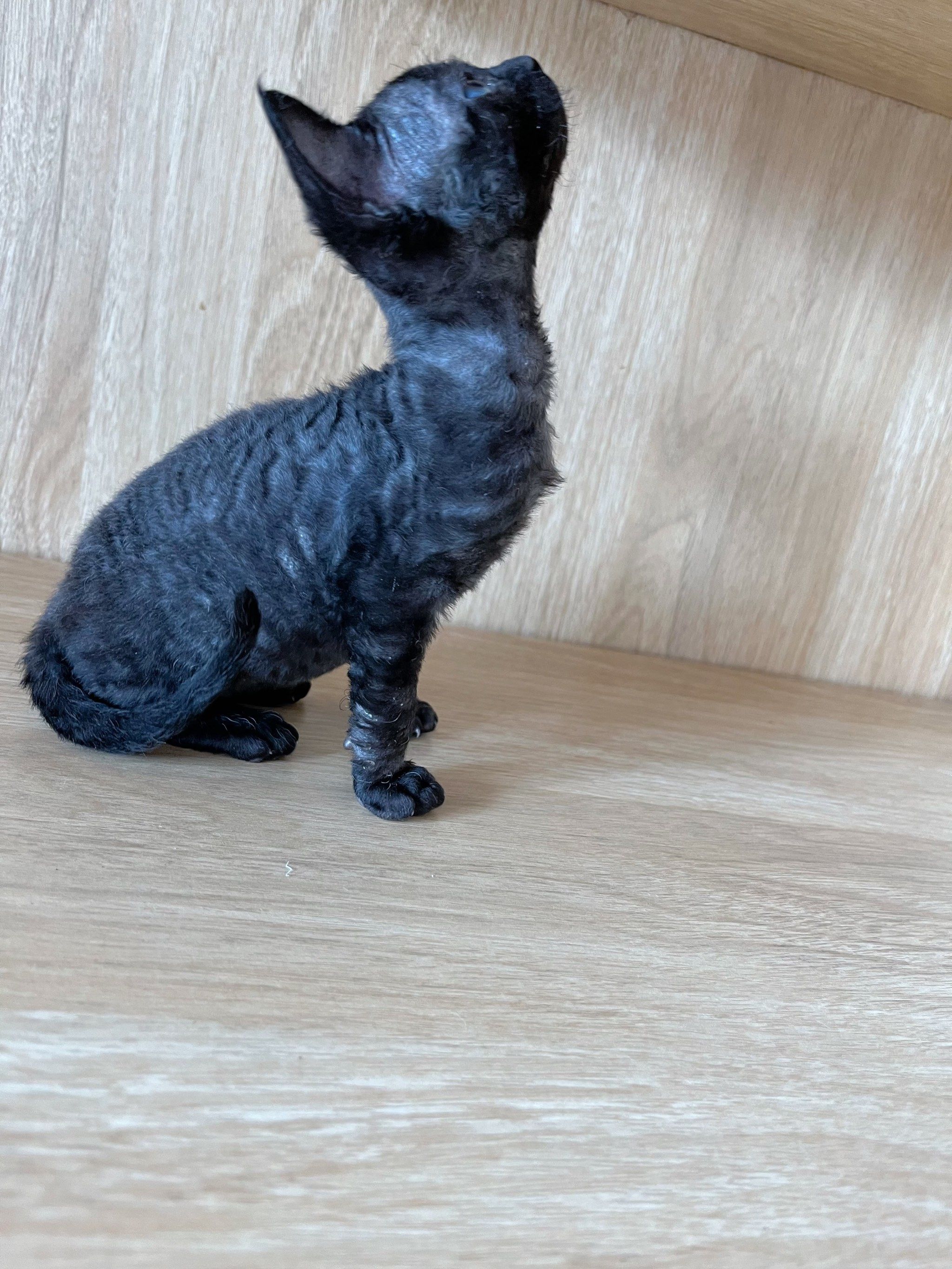 猫的徒手保定方法图片