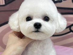 -翊宠yipet猫狗购宠庄园