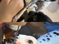 -萌喵宠狗爱心宠咖