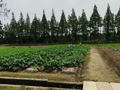 -上海长兴岛郊野公园