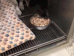 -瑞鹏瑞爱宠物医院·全科·猫科·血液透析中心(龙头寺店)