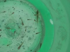 -三圣花乡旅游区