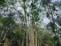 -中国科学院西双版纳热带植物园
