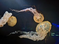 -欢乐海岸海洋奇梦馆