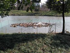 散养家禽-皓晶庄园