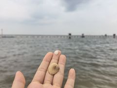 -碧海金沙