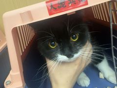 -瑞派康怡24h宠物医院·犬猫医疗中心·微创绝育(瑞景分院)