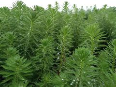 -桤木河湿地公园