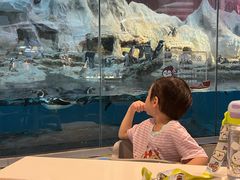 -帝企鹅自助餐厅•儿童岛•真企鹅(长隆企鹅酒店)