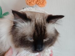 -Catmate·猫肥家润(金润铂宫店)