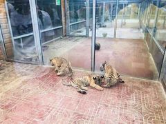 -西霞口神雕山野生动物世界