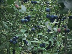 -金谷域澳洲庄园