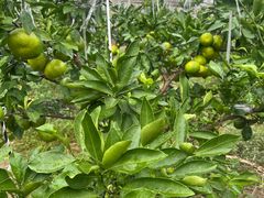 -前小桔亲子创意农场·草莓采摘·露营烧烤