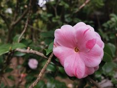 -中国科学院华南植物园