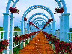 -莲花山花海