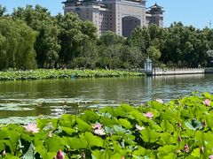 -莲花池公园