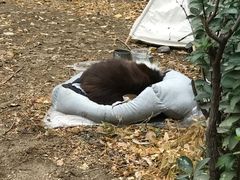 -香猪坊(五道口店)