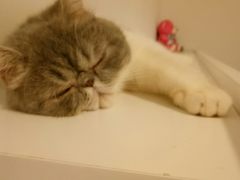 -瑞鹏瑞爱宠物医院·全科·猫科·血液透析中心(龙头寺店)